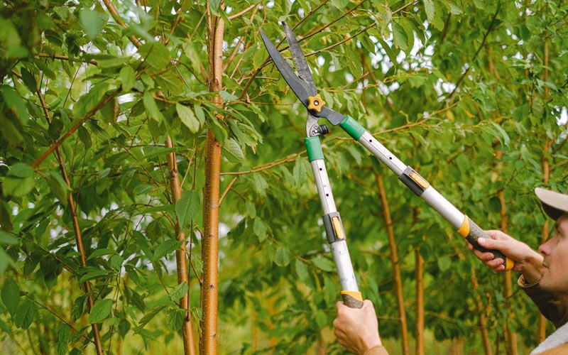 Tree trimming in Nashua, NH